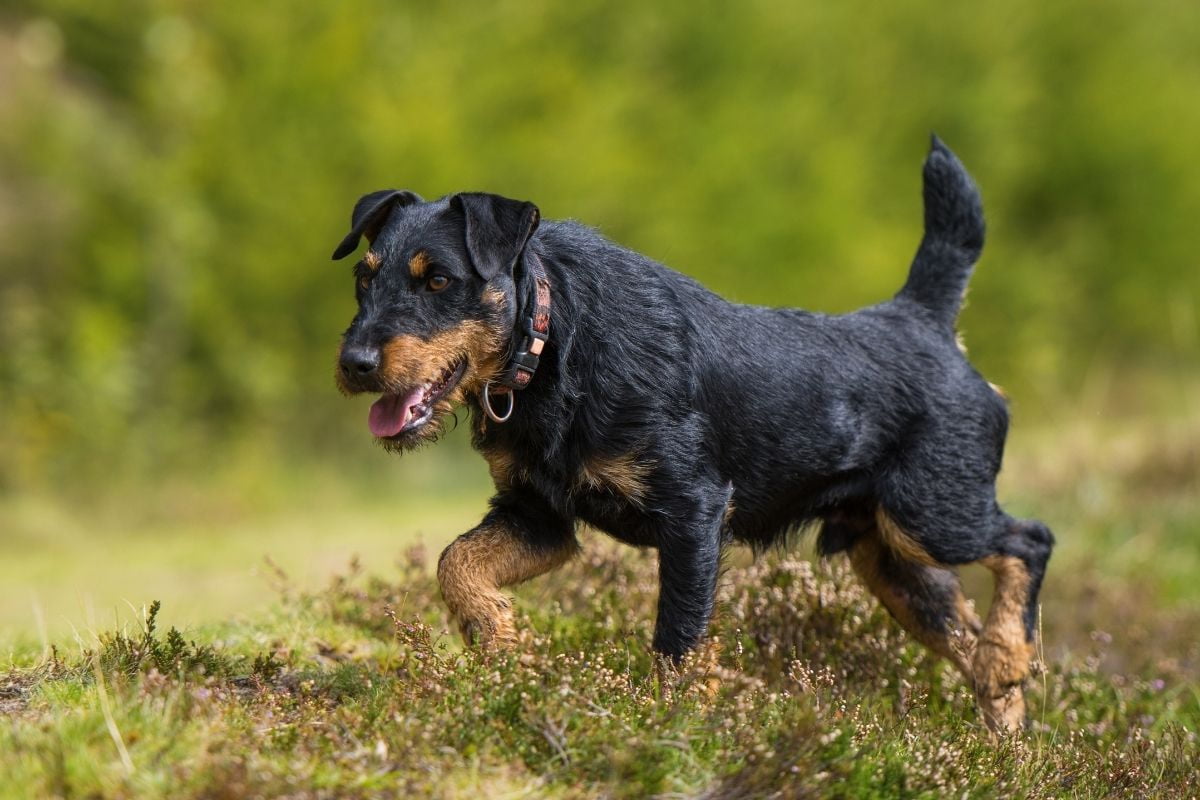 Jagdterrier