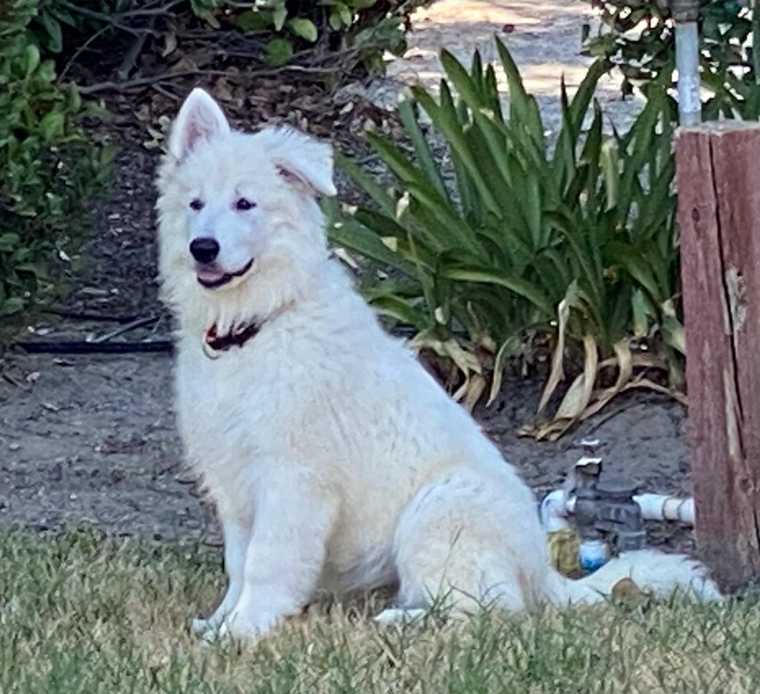 Whimsical Drina Od Semberije | White Swiss Shepherd Dog 