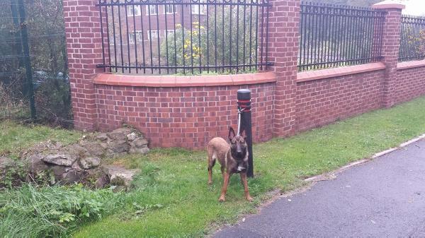 Loco Celer Silens Mortalis | Belgian Malinois 