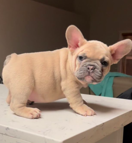 Oak Hills Felon | French Bulldog 