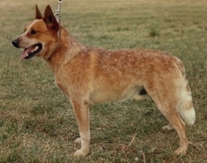 Taits Glen Red Sonny | Australian Cattle Dog 