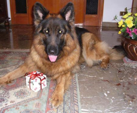 Carla vom Mailandermann | German Shepherd Dog 