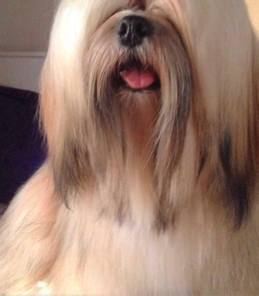 RMoretto Cane Wishing on a Star | Lhasa Apso 