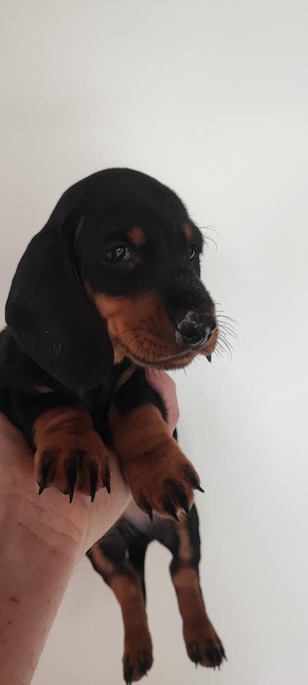 Klaus K. vom Brexbach FCI | Dachshund 
