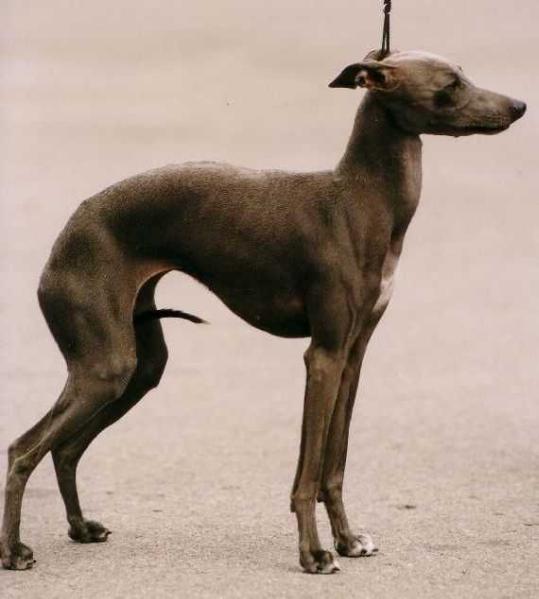 LATOJA EL-GRACE | Italian Greyhound 