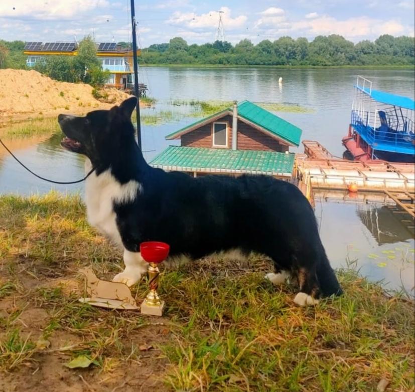 MARKADOS PORDIOS FERRARI | Cardigan Welsh Corgi 