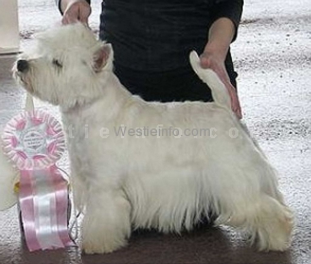 Vest Are Euro | West Highland White Terrier 