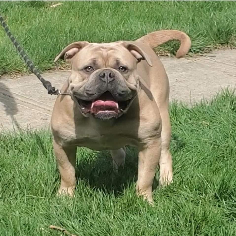 Clevelands Finest Cannabis | Olde English Bulldogge 