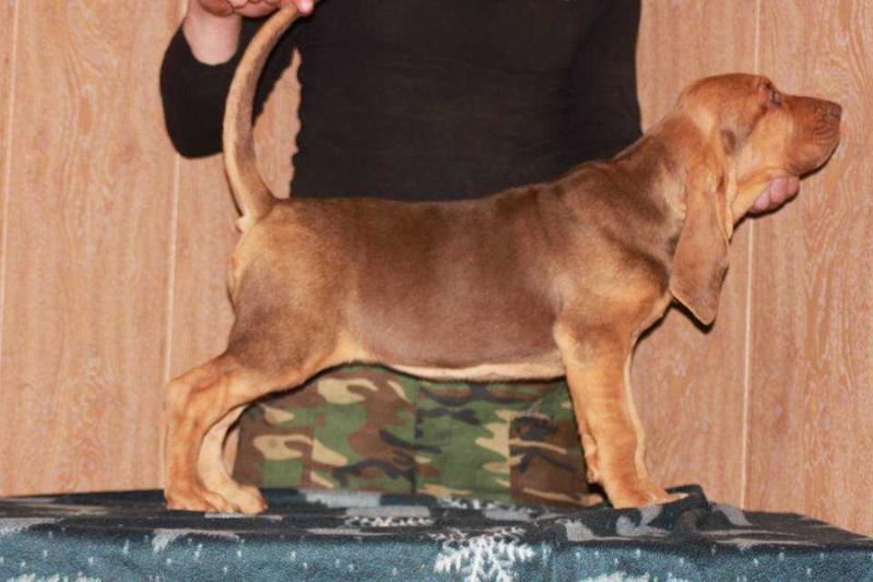 Zlatocveta iz Doma Leshego | Bloodhound 