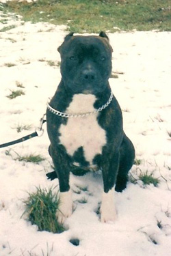 Bessi Jakuza Brief | American Staffordshire Terrier 