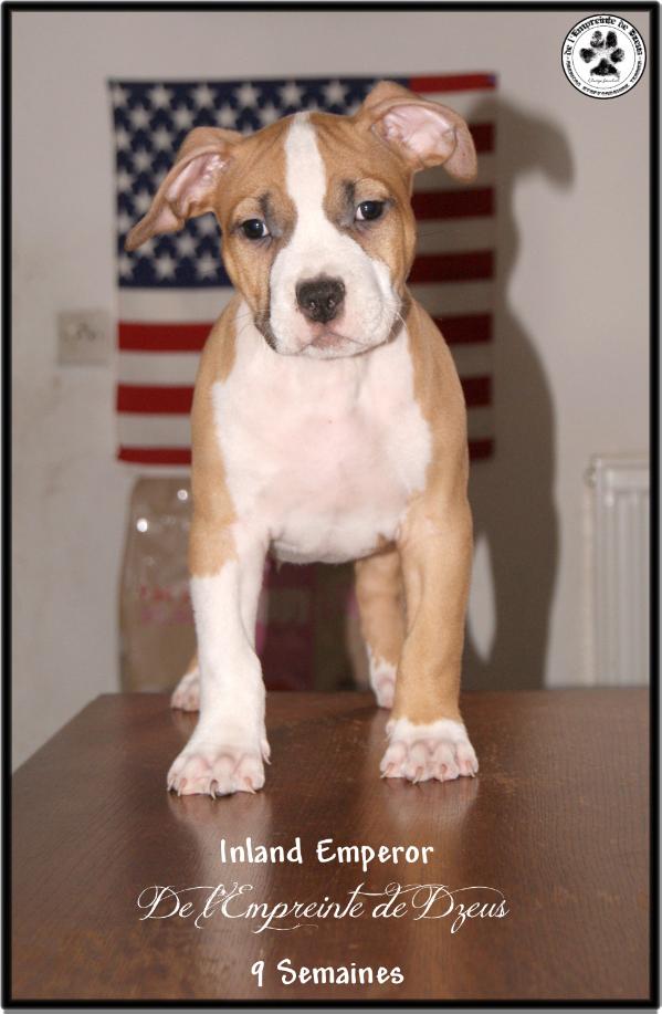 Inland Emperor De l'Empreinte de Dzeus | American Staffordshire Terrier 