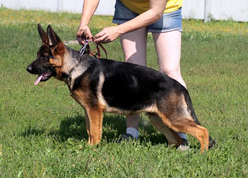 Rus Horandus SHTAZI | German Shepherd Dog 