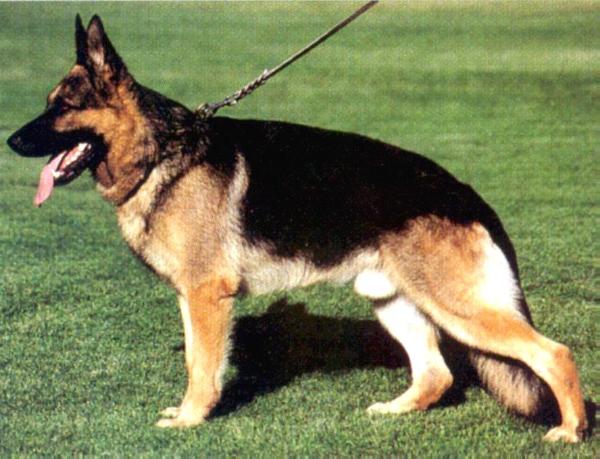 Nastor vom Wolfsburger Schloß | German Shepherd Dog 