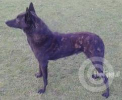 Jill (BRN 22224) | Dutch Shepherd 