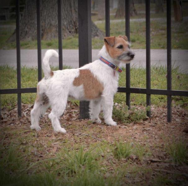 Mountain Top Terrier Aphrodite | Jack Russell Terrier 