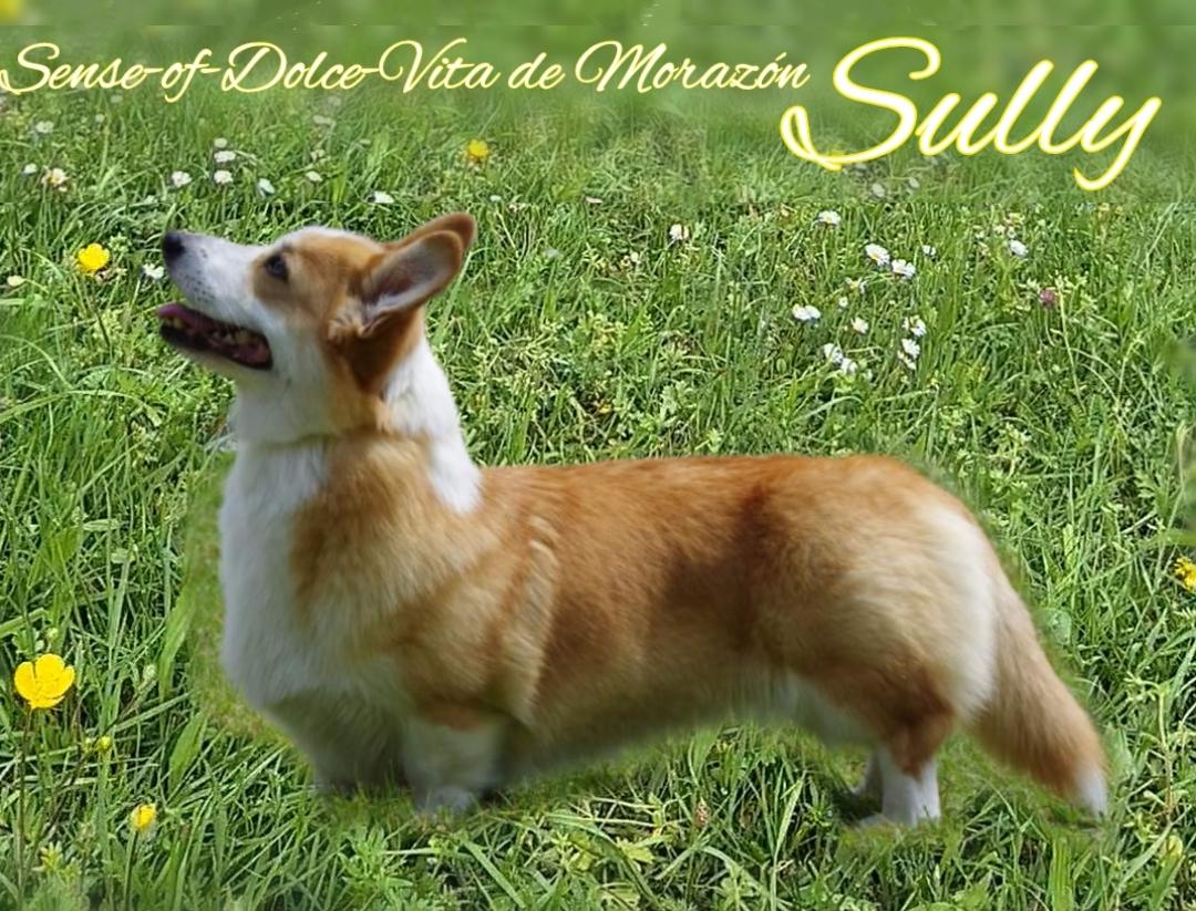 Sense-Of-Dolce-Vita De Morazon | Pembroke Welsh Corgi 
