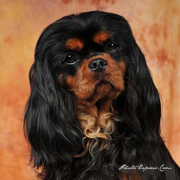 Carham Calling You | Cavalier King Charles Spaniel 