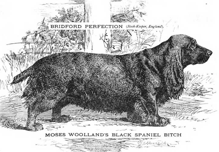 Bridford Perfection (~1891) | Field Spaniel 