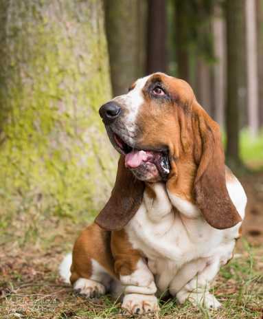 Edward Citadela Bohemia | Basset Hound 