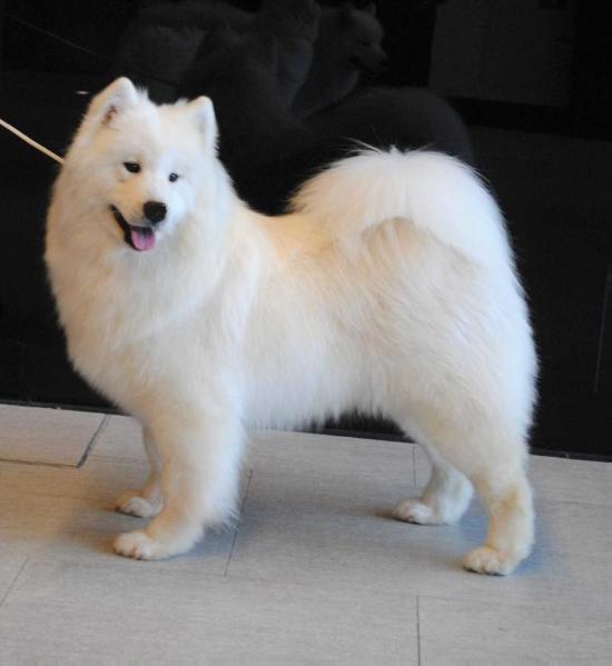 Serenada Severnoy Doliny Liberty | Samoyed 