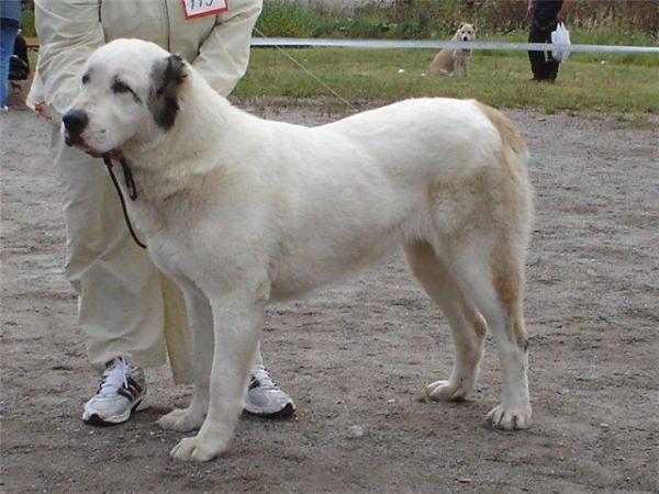 Dagdan | Central Asian Shepherd Dog 