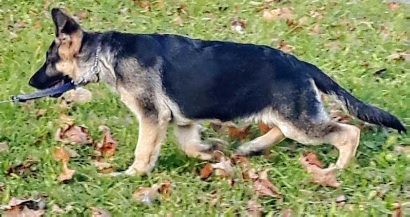 HEATHERHAUS'S LEYNA | German Shepherd Dog 