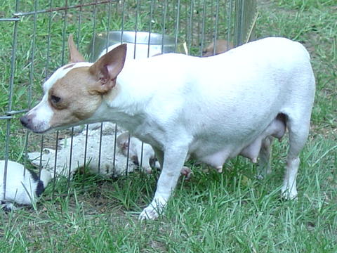 CCK Blue Ribbon Black-Eyed Susan | Rat Terrier 