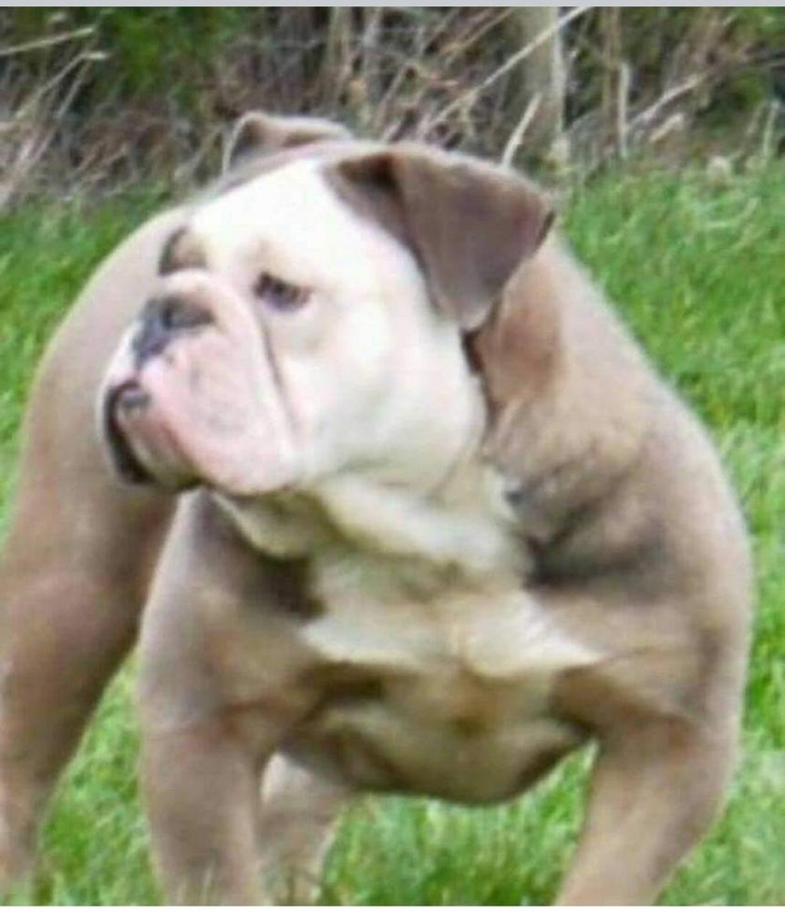 Texas Geez Shady | Olde English Bulldogge 