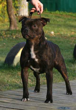 Eshp Tequila | Staffordshire Bull Terrier 