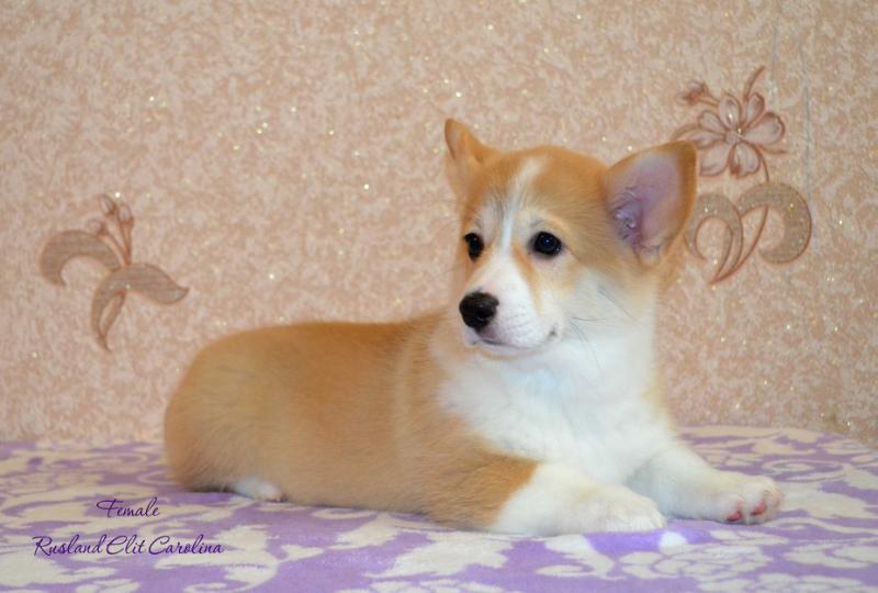 Rusland Elit Carolina | Pembroke Welsh Corgi 