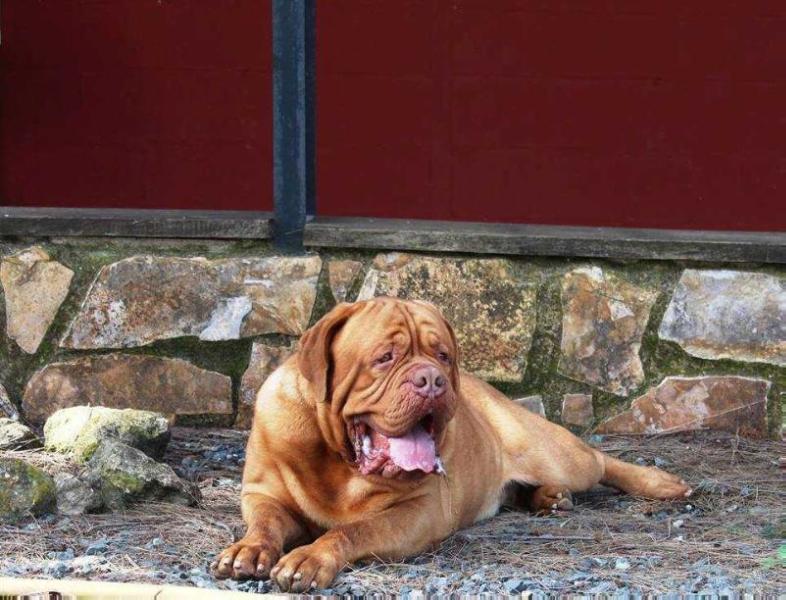 JIGSAW | Dogue de Bordeaux 