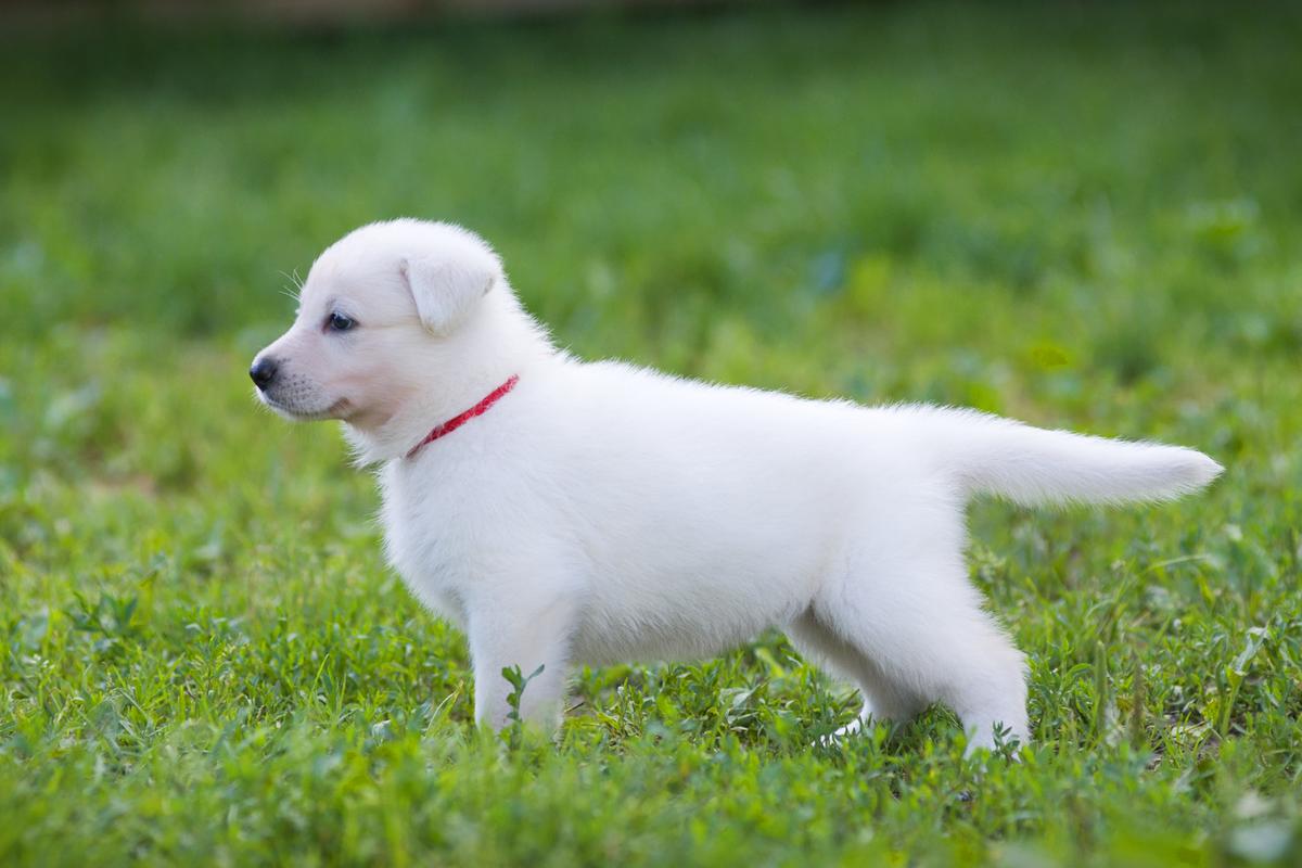 Pretty Princess of Angelotti | White Swiss Shepherd Dog 