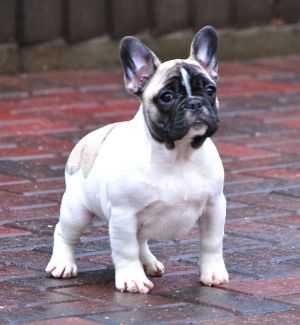 Kingfriend Miss Angel | French Bulldog 