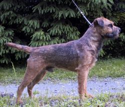 Coombe Hill Bramble | Border Terrier 
