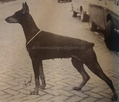 Ira v. Franckenhorst | Black Doberman Pinscher