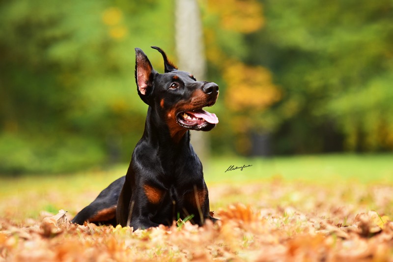 A'Donikons Le Brego | Black Doberman Pinscher