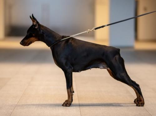 A'Donikons Lubava | Black Doberman Pinscher