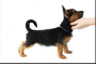 YakoGor Lanvin Selver snow | Australian Terrier 