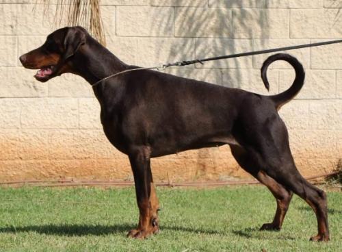 Be Ready v. Melbermann | Brown Doberman Pinscher