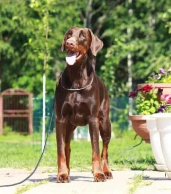 Gallaburg Viva | Brown Doberman Pinscher