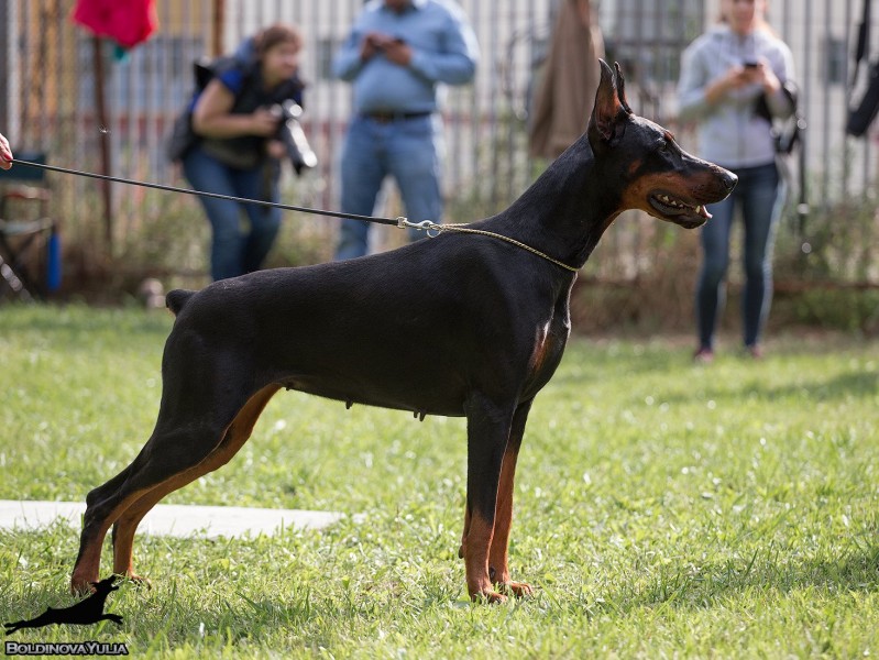 Iris Mia iz Zoosfery | Black Doberman Pinscher