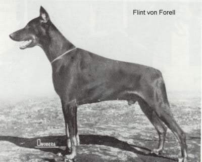 Flint v. Forell | Black Doberman Pinscher