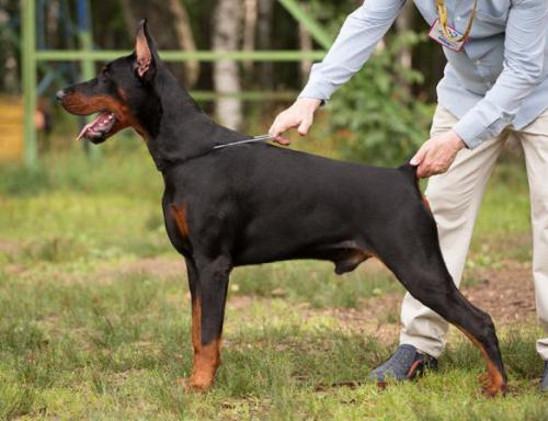 Amaretto Cake iz Zoosfery | Black Doberman Pinscher