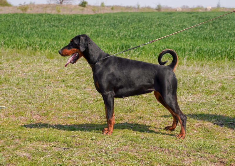 Jasmine Daker | Black Doberman Pinscher