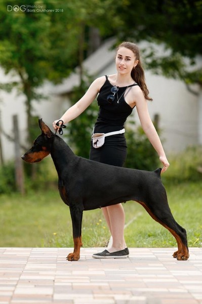 Sharon Stone iz Zoosfery | Black Doberman Pinscher