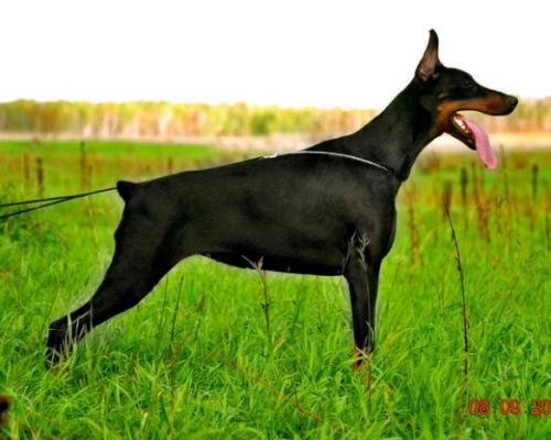 Aleksvel Moulin Rouges | Black Doberman Pinscher