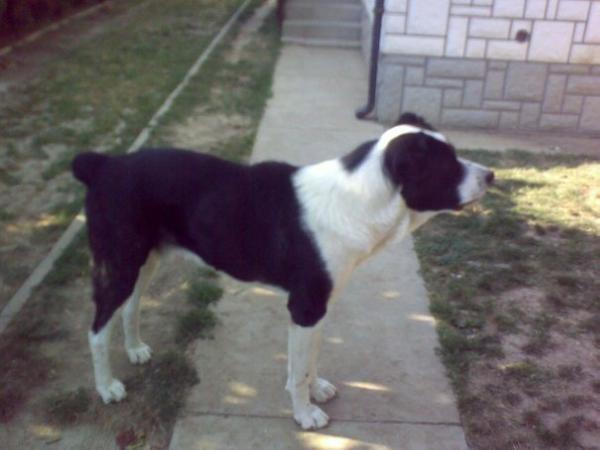 Artach | Central Asian Shepherd Dog 