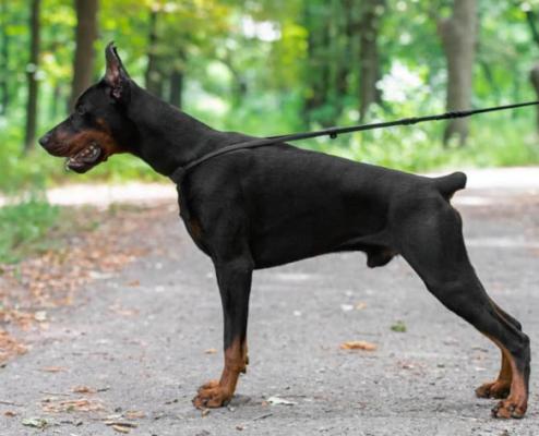 Vivat de Vinko Furor | Black Doberman Pinscher