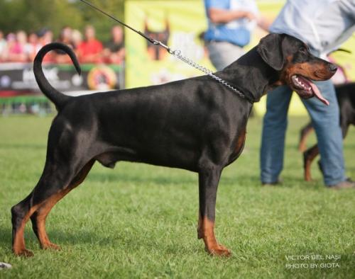 Victor del Nasi | Black Doberman Pinscher