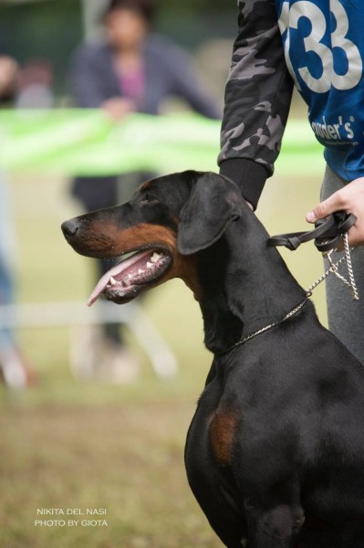 Nikita del Nasi (2017) | Black Doberman Pinscher
